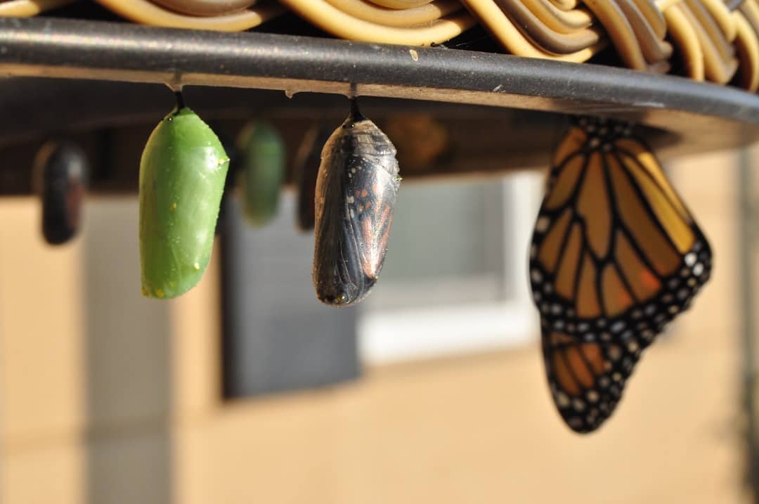 découvrez comment la transformation peut bouleverser votre vie, qu'il s'agisse de changements personnels, professionnels ou spirituels. explorez des conseils pratiques, des histoires inspirantes et des stratégies pour embrasser le changement et atteindre vos objectifs.